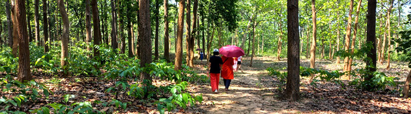 hiking and trekking at ajodhya pahar
